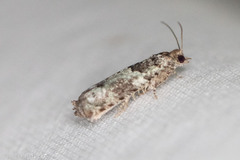 Pseudexentera knudsoni