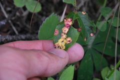 Exobasidium cordilleranum