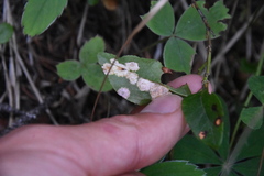 Exobasidium cordilleranum