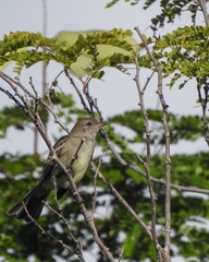 Elaenia chiriquensis