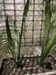 Sansevieria trifasciata