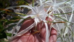 Hymenocallis littoralis