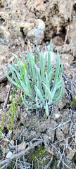 Dudleya edulis