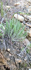 Dudleya edulis