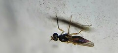 Tanypezidae