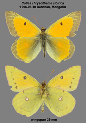 Colias chrysotheme
