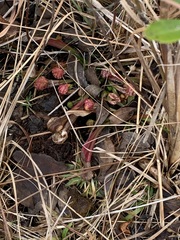 Sarracenia psittacina