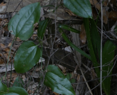 Smilax pumila