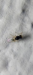 Diptera