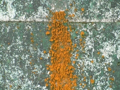 Trentepohlia