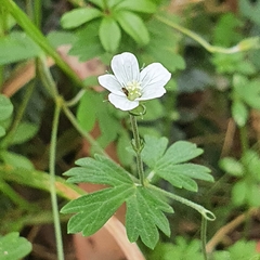 Geranium potentilloides