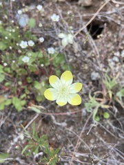 Platystemon californicus