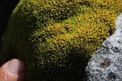 Hypodontium pomiforme