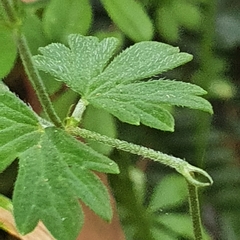 Geranium potentilloides