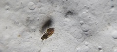 Diptera