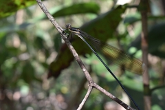 Mecistogaster modesta