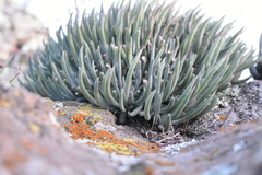 Dudleya attenuata