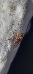 Tephritidae