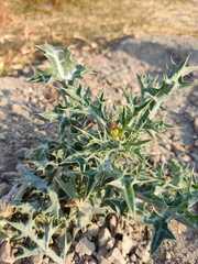 Argemone mexicana