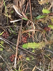 Drosera capillaris