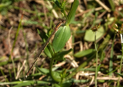 Austrolestes analis