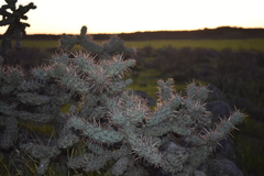 Cylindropuntia prolifera