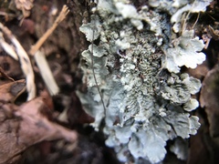 Crespoa crozalsiana