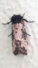Xanthopastis moctezuma