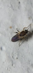 Ceratopogonidae