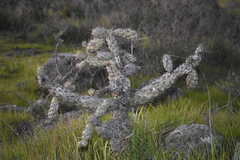Cylindropuntia prolifera