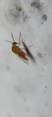 Ceratopogonidae