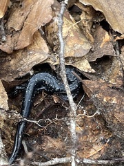Plethodon chlorobryonis