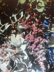 Conocarpus erectus sericeus