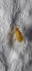 Tephritidae