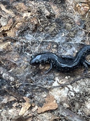 Plethodon chlorobryonis