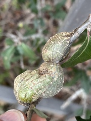 Callirhytis quercusbatatoides