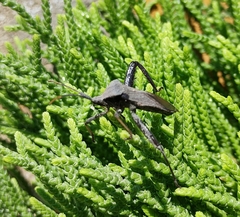 Acanthocephala femorata