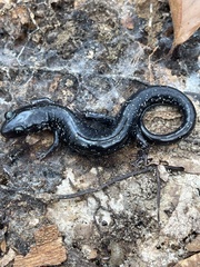 Plethodon chlorobryonis