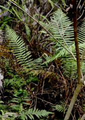 Pelazoneuron kunthii