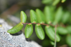 Pellaea andromedifolia pubescens