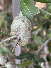 Callirhytis quercusbatatoides
