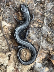 Plethodon chlorobryonis