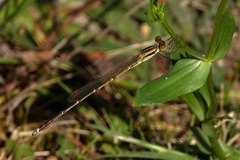 Austrolestes analis