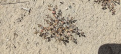 Euphorbia polycarpa