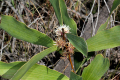 Hakea benthamii