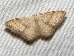 Idaea halmaea