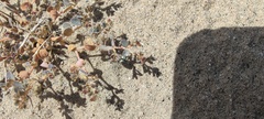 Euphorbia polycarpa