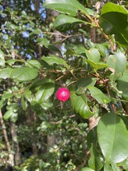 Syzygium australe