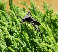 Acanthocephala femorata
