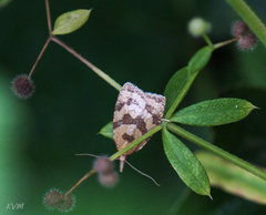 Sparganothis pilleriana